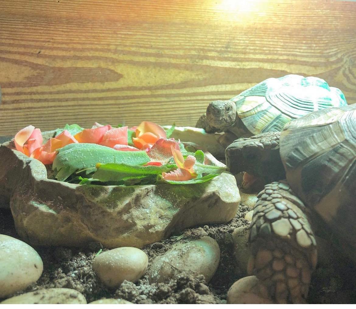 Roses 🌹 Tortoises enjoy n enjoy the leaves but prefer the petal colours, which hold more nutrients such as vitamins A, C, iron and calcium. Remember, don't feed from bouquets, as these have toxic chemicals. Garden centre plants - replant and wait 3-4 months before feeding! 🌹🐢