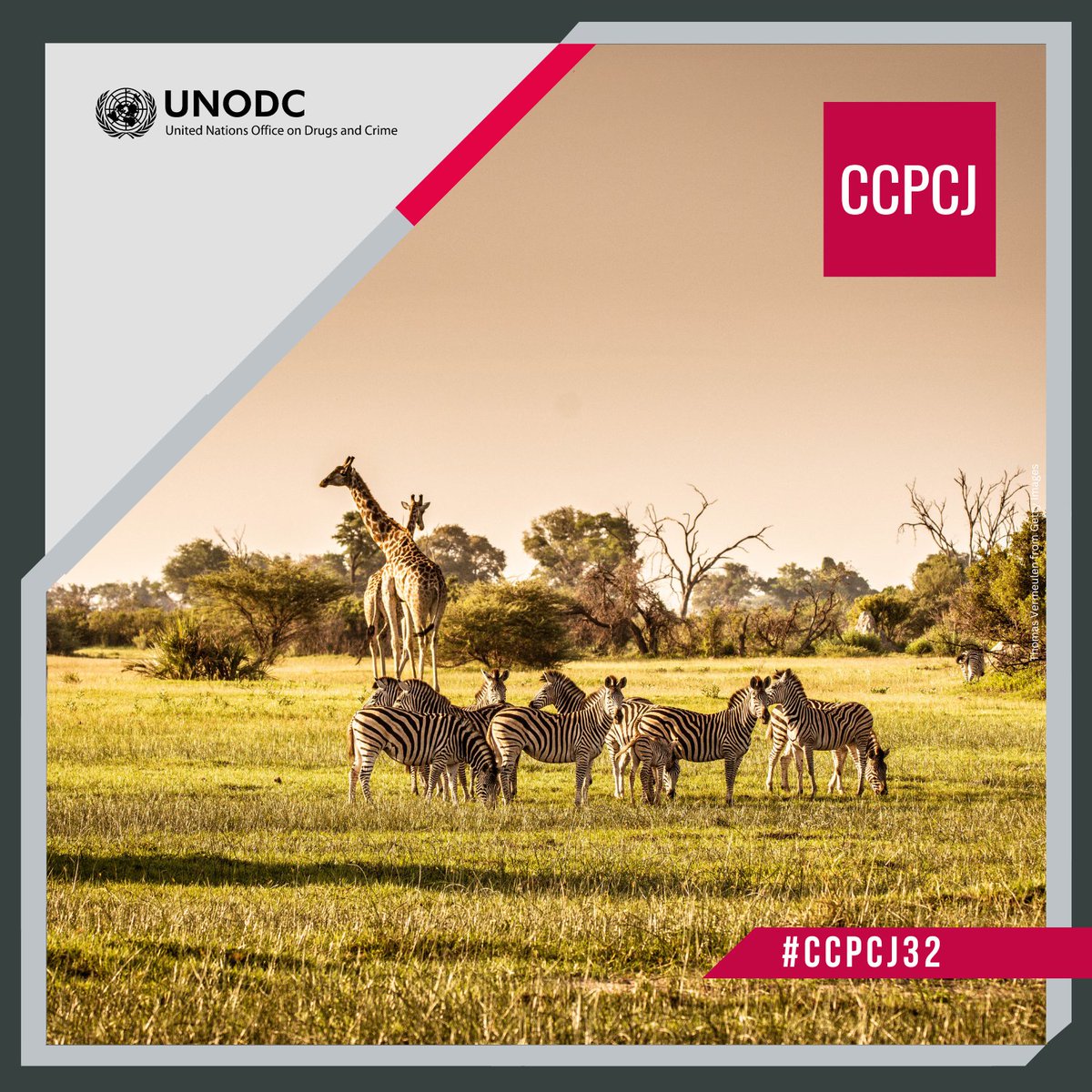 Wildlife crime is one of the world’s most lucrative crimes.

We encourage strong legislative frameworks, efficient int’l cooperation, and trainings for police & customs officials to detect and #endENVcrime: bit.ly/3kn0lfO

 #CCPCJ32