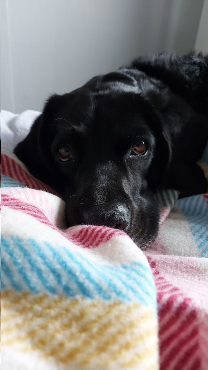 #NationalRescueDogDay 7 years ago we picked you up from the Shelter. Never believed how much you changed our lives. Love you Pickle xxx