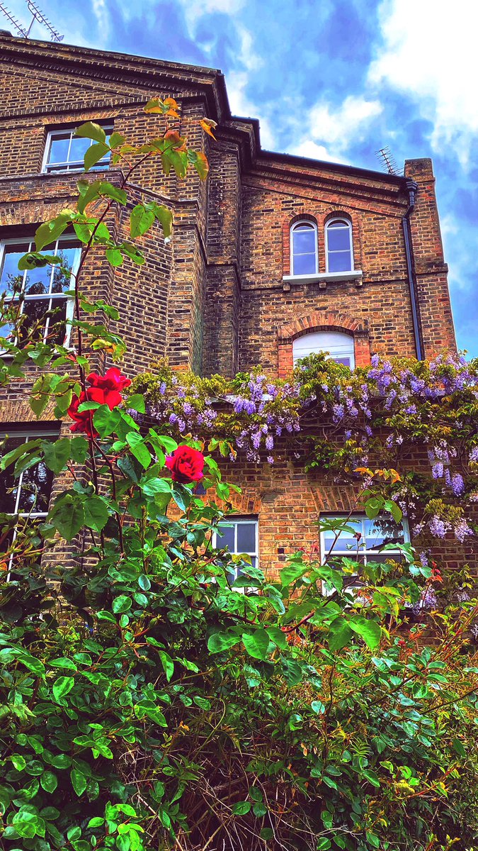 amoola_83's tweet photo. @SebDuperPhoto My tube station was closed Wed evening to limit the amount of people on the platform, so I decided to walk home and admire the pretty houses. 😍 #wysteriahysteria #london #prettyviews https://t.co/zOjXlR87xx