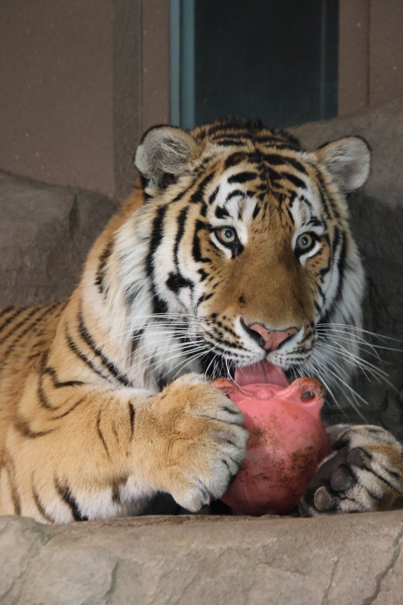 トートくんでこんばんは♪

#円山動物園