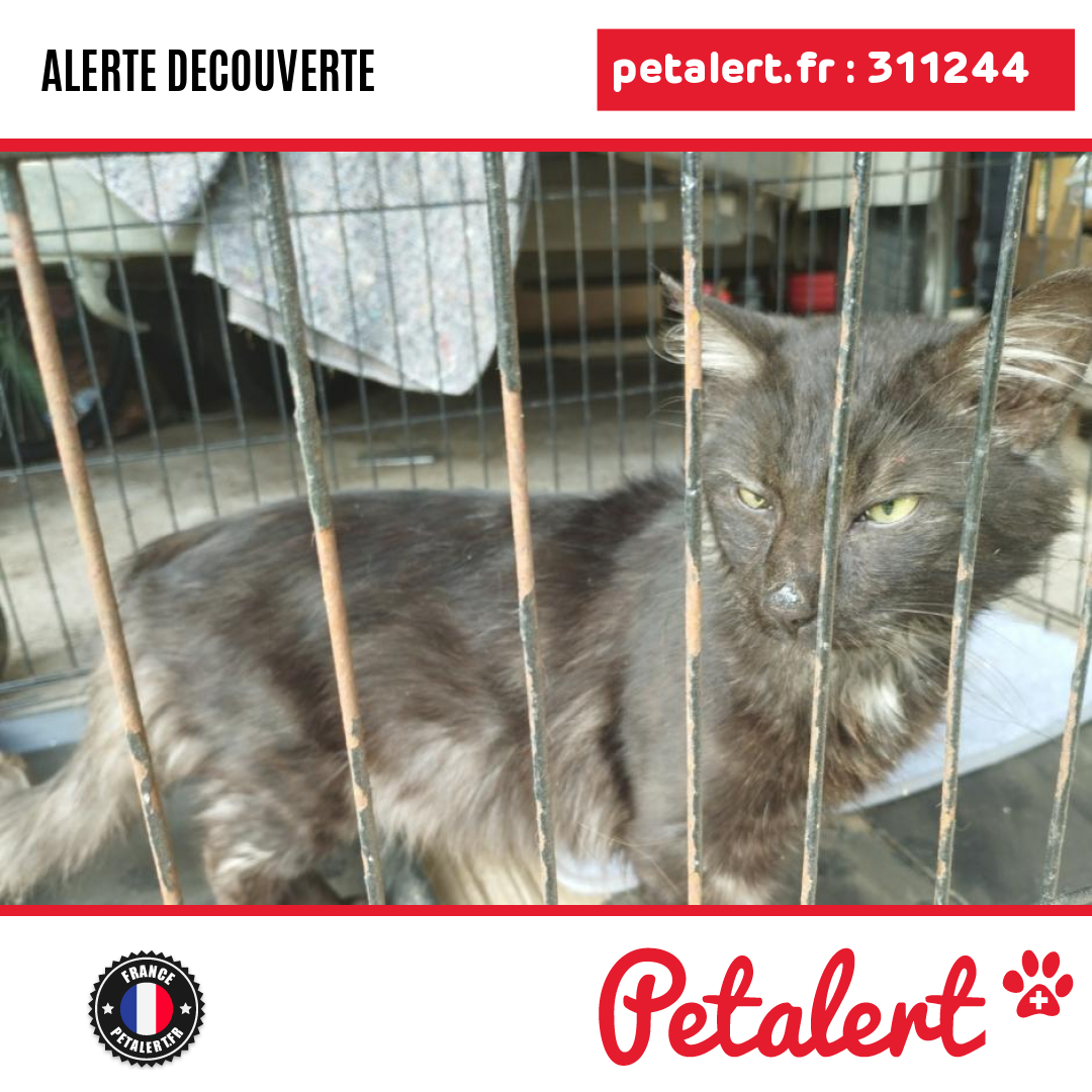 petalert_france's tweet photo. Trouvé #Chat #Meuse #GondrecourtLeChateau #Petalert #PetAlert55 / https://t.co/RMbPnDFxdZ https://t.co/gqZ6ow02PZ