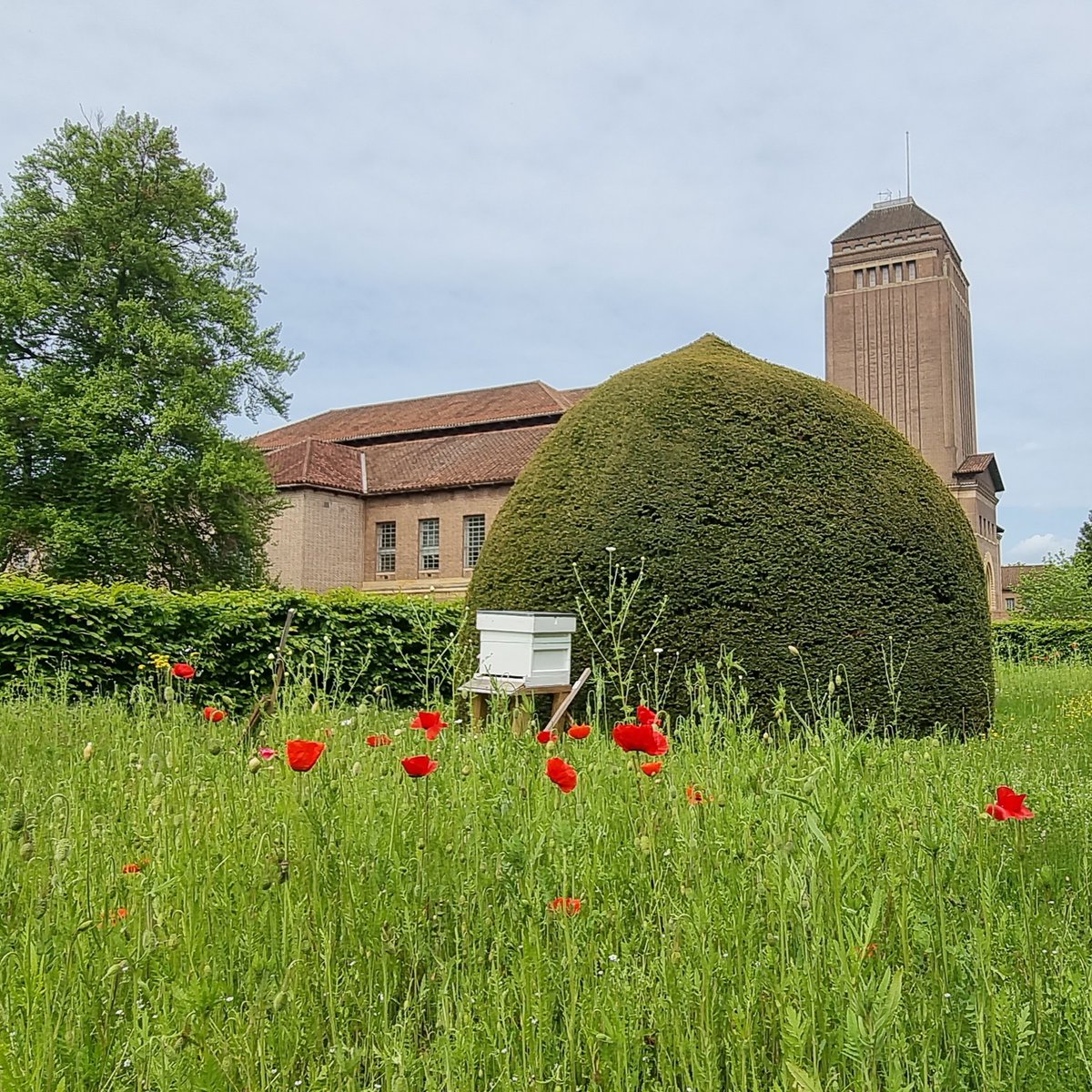 theUL's tweet photo. #WorldBeeDay, you say?

In that case it would be rude not to share our #LibraryBees enjoying the wildlife-friendly planting!

And if, like Winnie-the-Pooh, you think the only reason for being a bee is making honey...well, we've got something for that on the Tower shelves, too* https://t.co/TYq0UefEia