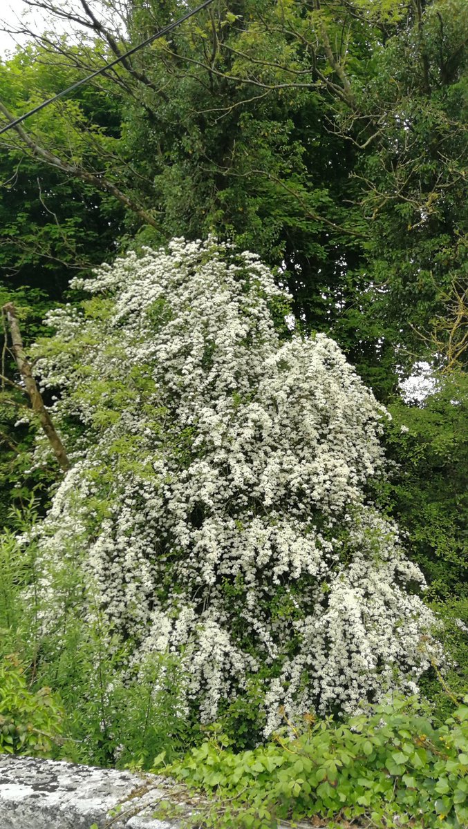 A cascade of Hawthorn blossom, I'm afraid the photo does no justice to how beautiful it is