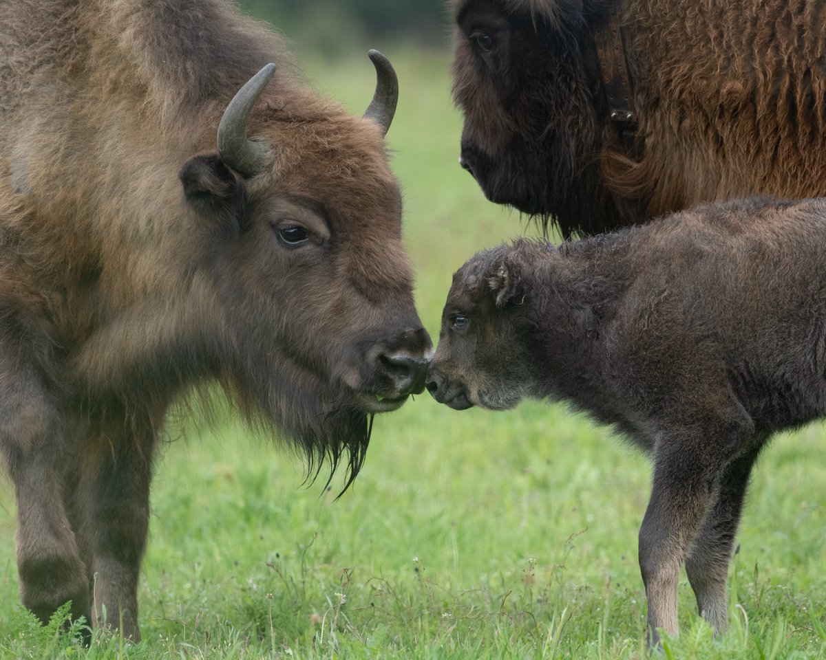 BISONder geboortegeluk!
De wisentenkudde is een stierkalfje rijker. 
Begeleide excursies, geniet van prachtige natuur en zoek naar de wisentkudde. Wie weet zie je het stierkalfje!  Aanmelden is een must via wisentopdeveluwe.nl/reserveren #wisentkudde #Veluwe 
foto: Dirk Goudkuil