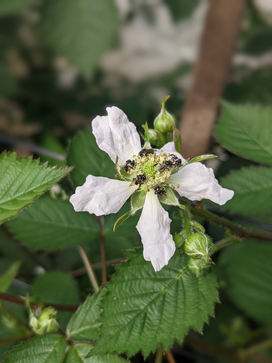 notsocrabbyabby's tweet photo. Happy #WorldBeeDay to our pollinators, big and small! 🐝 https://t.co/kcF95bQW6y