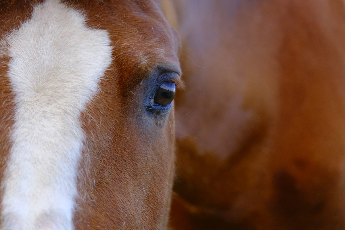 CallQ14's tweet image. Jack, the CallQ horse, and his team can't wait to see you in our @BroadwaySym online booth this weekend. New #musical and new features in Studio for #showcallers and #stagemanagement.