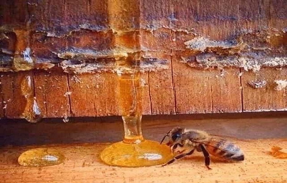 Bees need water to keep cool, to soften honey, to feed growing bees! 

#BeeEngaged #BuildBackBetter #BuildBackBiodiversity #WorldBeeDay #FoodHeroes #SaveTheBees #ForNature #Bees #GreenFactorBrands #MeetOurSouthAfrica #Gardens #FoodSecurity #WaggleDance

greenfactorbrands.blogspot.com