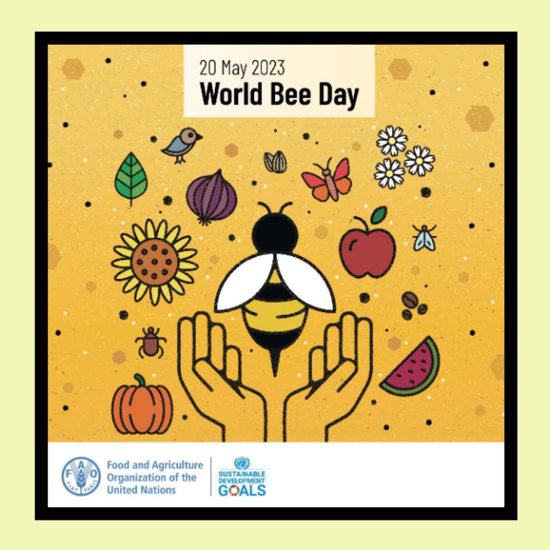 Tiny but Mighty. Protecting bees is essential for the future of our planet!

🐝 Happy World Bee Day!

Image: @FAO 

#stroud #WorldBeeDay #insects #polinators #makeadifference #FoodHeroes #wildlife #sustainability #nature #greenliving #BeeEngaged #gloucestershire