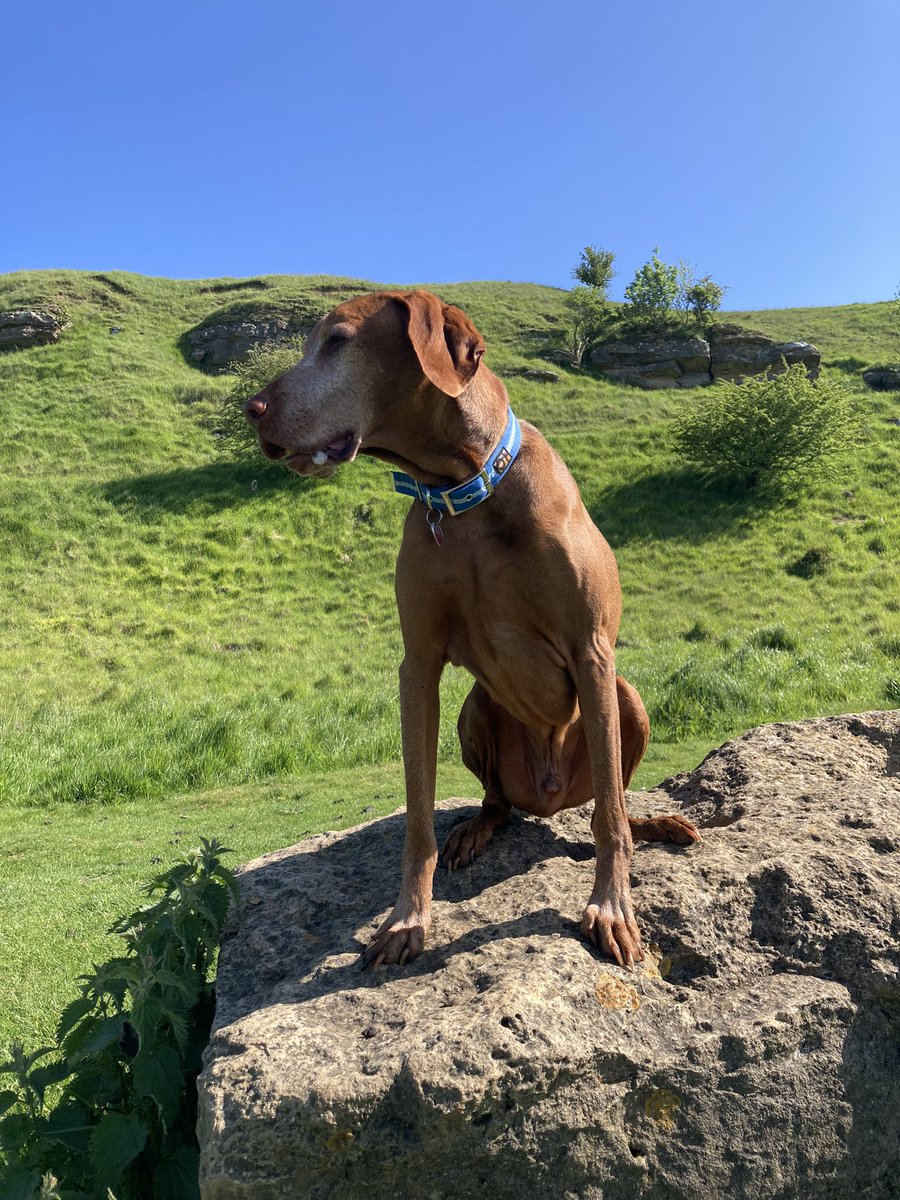 Here’s Bart this morning on @CleeveCommon sat in one of @AlmatheVizsla favourite places - accompanied by skylark, willow warbler and tree pipit - Nice 👍