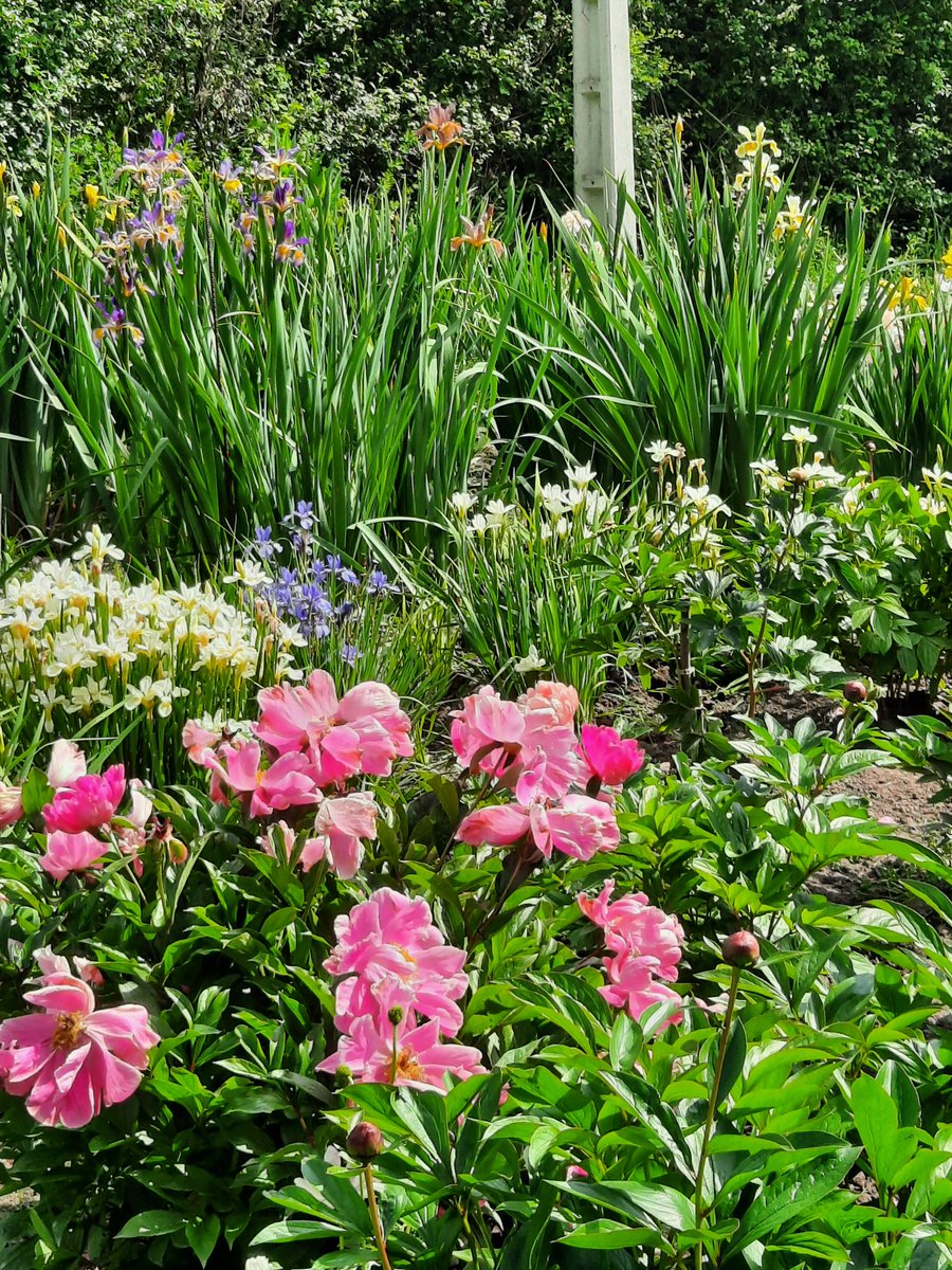 iris_orduna's tweet photo. Spurias , Siberians and Tall bearded iris #spuria #spuriairis #Tbilisi #tallbeardediris #siberianiris #irissibirica #bilbao #orduña #basquecountry #jardin https://t.co/FnuDt9klwH