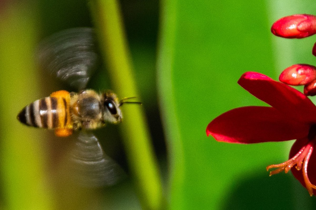 Bee, an incredible creature of nature…a tribute on #WorldBeeDay #bee #beeday #WorldBeesDay #IndiAves #NaturePhotography