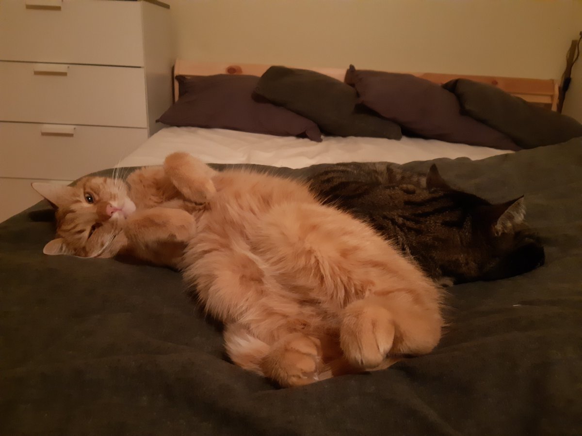tombauble's tweet photo. @CruisinSoozan @AddledPixie No idea what's going on, but you'll always get some love from me + cats @AddledPixie! <3 https://t.co/On5qsd07as