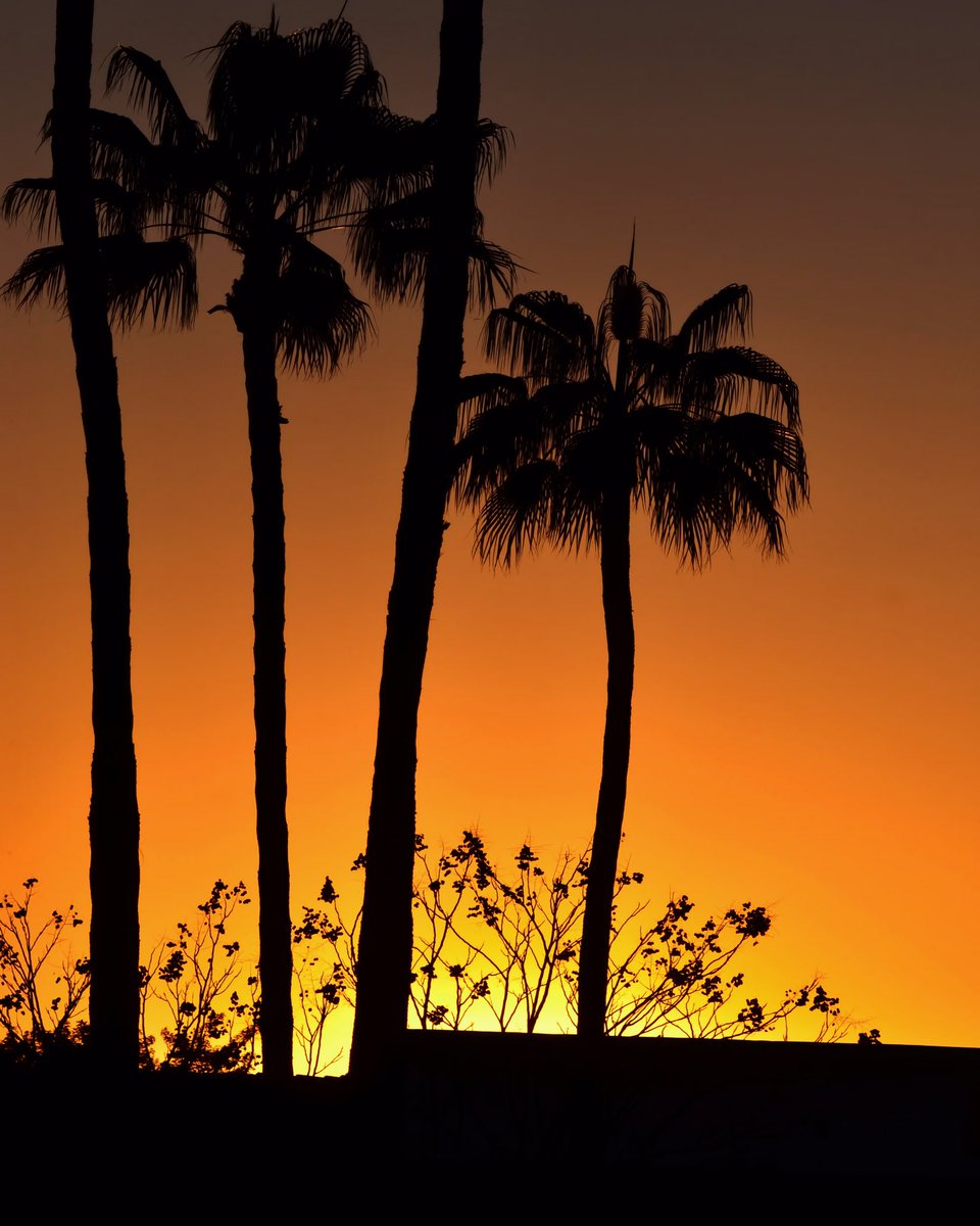 Luqman055's tweet photo. Good morning #nftcmmunity

 “Silhouettes of the tall”
   Edition 1/1
   Price 0.02 eth https://t.co/30FvnvPi0e