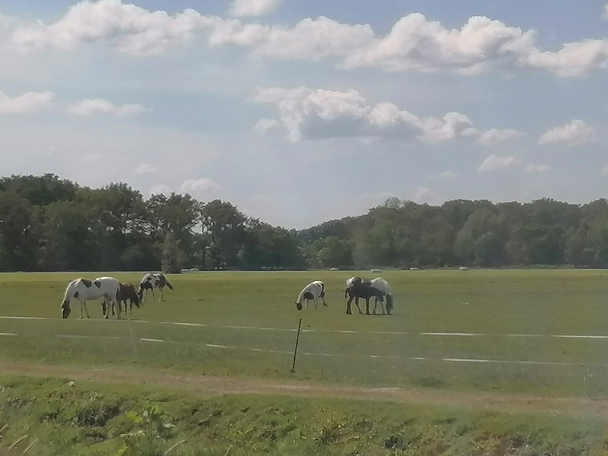 Ff bij de paarden kijken, oh wat lief een veulentje 💖😍