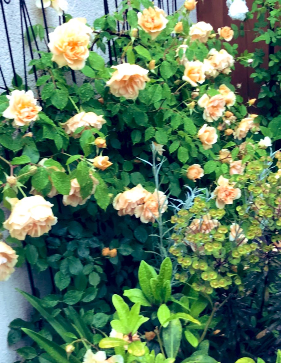 GoodBear_168's tweet photo. バラが咲く時期は楽しい🌹
#バラ #ガーデニング https://t.co/jXH7t93hWB