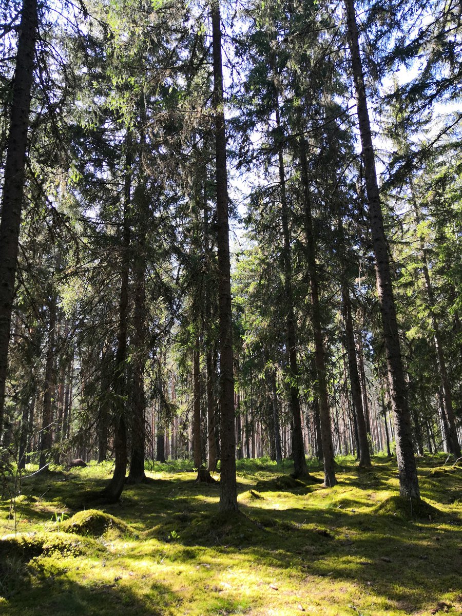 Käytii eilen taas mun lempipaikassa. Tällanen sammalen peittämä mäntymetsä on kyllä niiiin kaunis ja rauhoittava. Asuin tässä metsän vieressä ennen ku muutettiin nykyiseen, enää ei tuu päivittäin lähettyy 🙁