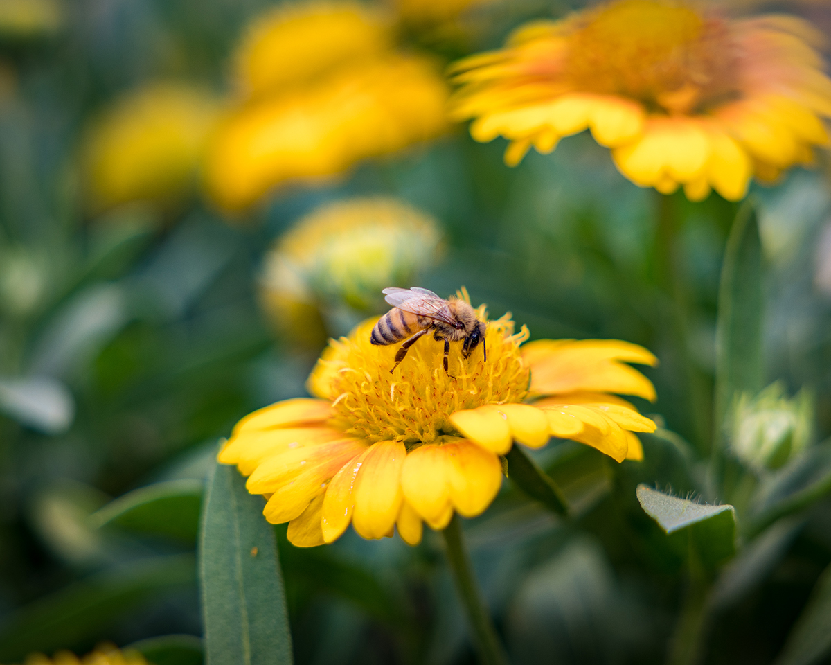 🐝 Happy #WorldBeeDay! 🌍🌺 

Join us in celebrating these extraordinary pollinators and their vital role in our ecosystems. 

Check out this insightful analysis by Surendra Raj Joshi, on the importance of protecting bees in the Himalayas and beyond. Let's create a buzz and