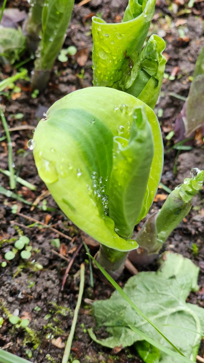 EastKzUK's tweet photo. #thespringleaves #ThePhotoHour https://t.co/B6CqC6ZI7u