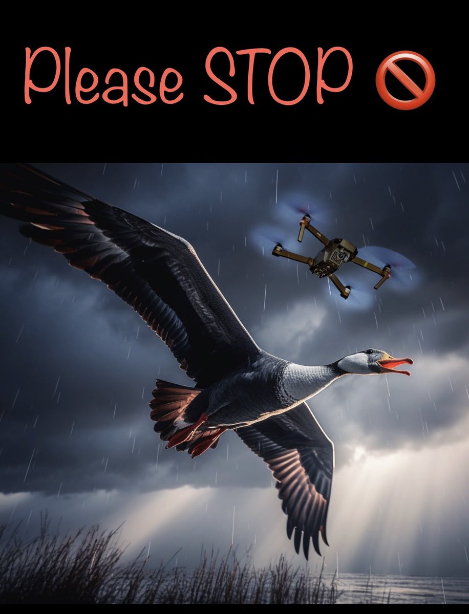 No drones for wildlife photography 🚫Full article here 
naturestock.store/Temas/Detail/6…
