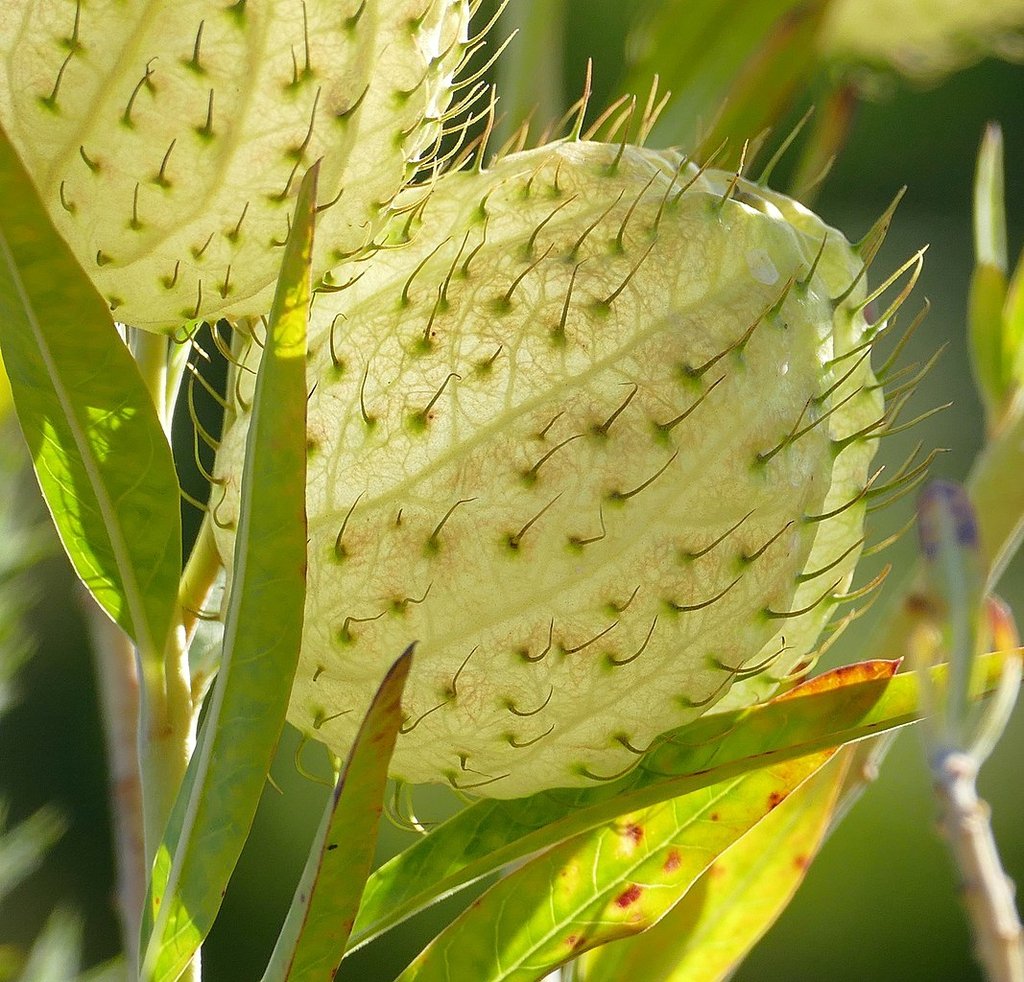 UMANGWAZANE:🌿

The roots of this plant can be used to treat stomach ache and constipation. In the past, the leaves were dried and grounded into fine powder, the powder was taken as a snuff for headaches...