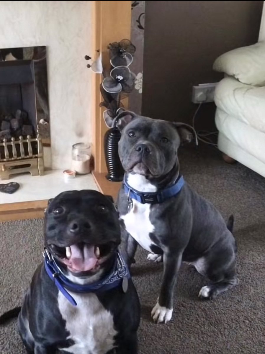 ภาพนี้น่ารักสุดใจเลย เจ้าของต้องคิดถึงพวกหนูมากๆแน่เลยลูก ฝากดูแลเจ้าของหนูบนท้องฟ้าที่อยู่ไกลแสนไกลด้วยนะลูก🩶🖤🤍 

ขอให้พวกหนูได้รับความยุติธรรมนะลูก

#JusticeForMarshallandMillions