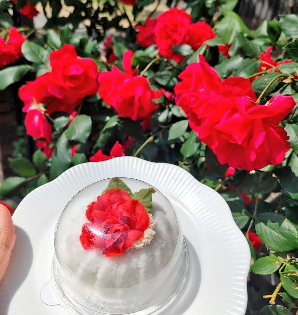 MIMI__garden_'s tweet photo. 여름이 완전히 코앞이에요!

행복한 주말 보내세요😋 https://t.co/wGjmytqD12
