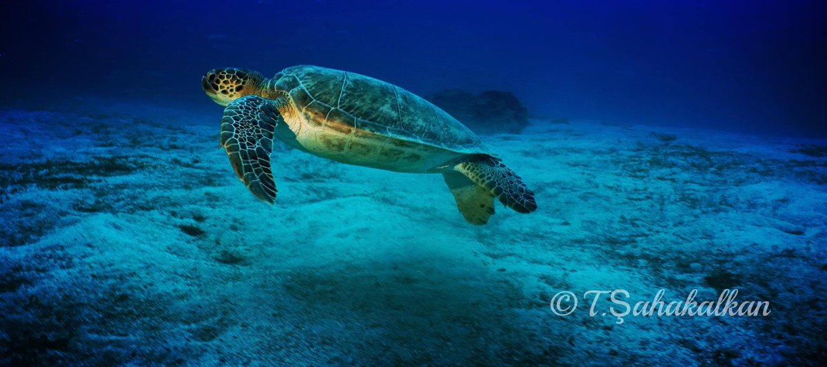 ax153571's tweet photo. #tahsinceylanphotography #tahsinceylan #tahsinceylancom #tahsinceylanunderwaterphotographervideographerdirector #tahsinceylanvideography #scuba #tüplüdalış #scubadiving #kasturkey #kasantalya #antalya https://t.co/nNR0rgWZgt