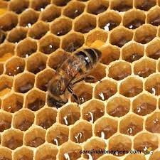 MsZulekha's tweet photo. "Bees are nature's sweetest miracle workers! #Bees #Honey #Nature'sMiracleWorkers #Beekeeping #LocalHoney #SweetNectar #BuzzingGoodness #BeeAwareness #SupportBeekeepers #DeliciousHoney #NaturalSweetness https://t.co/VX0kRrhAJ4