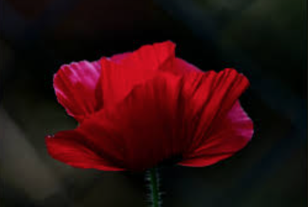 pettore's tweet photo. Born this day 20th May 1910.

PO. Henry Wollaston Moody.
One of THE FEW.
https://t.co/jmBbeUh0dH
His aircraft was set alight by return fire from a Ju88. He baled out, with burned hands.

He failed to return from combat over the Biggin Hill area a month later. https://t.co/X5GiE4K1Pd