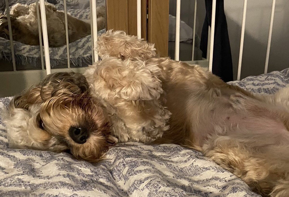 HelenMarriott3's tweet photo. @charliersmith1 Busby and I are sending love 😘 https://t.co/wxZg0B3QD5