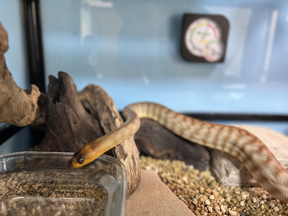 toriaezu_nama4's tweet image. 目当ての子がおらず、撤退!
でも楽しかった〜🐍 帰宅からメンテ
#東レプ
#womapython