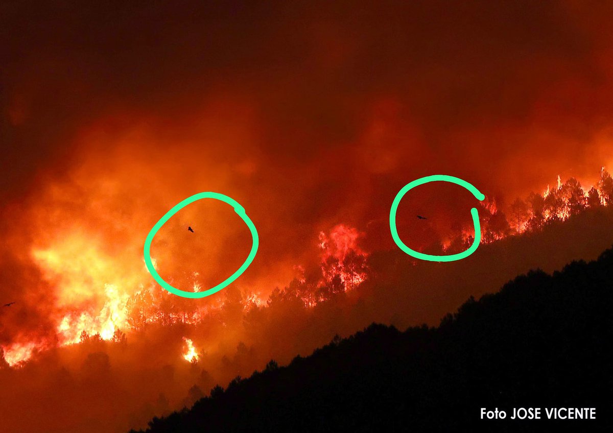 Buitres negros abandonando los nidos y pollos en plena noche cuando no soportan mas el calor 😪
Incendio de Pinofranqueado (Cáceres)
📷Jose Vicente
<a href="/AT_Brif/">ATBRIF</a>