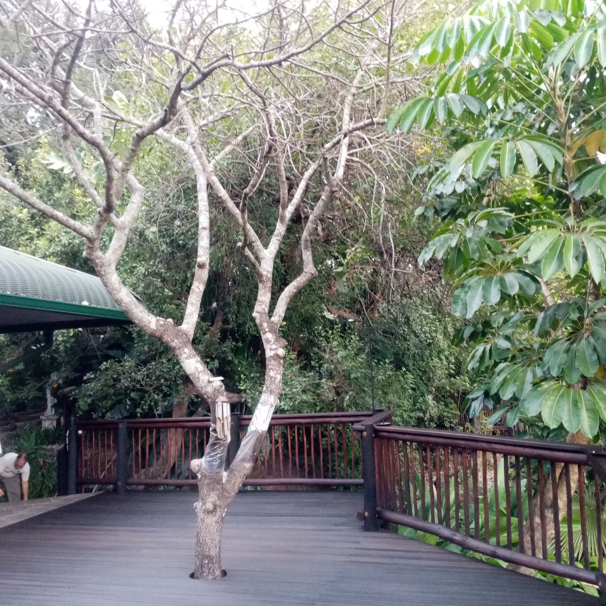 ChefOnSafari2's tweet photo. Back Tatenda Guesthouse, Hazyview. ❤️ Waiting for my guests for their honeymoon Safari who join Wildlife-Dreams on Monday.

Drive into the Kruger later, which is only 8 minutes away ❤️ #safari #wildlifephotography #wildlife #travel #wildlifedreams https://t.co/uPwzCPlWec