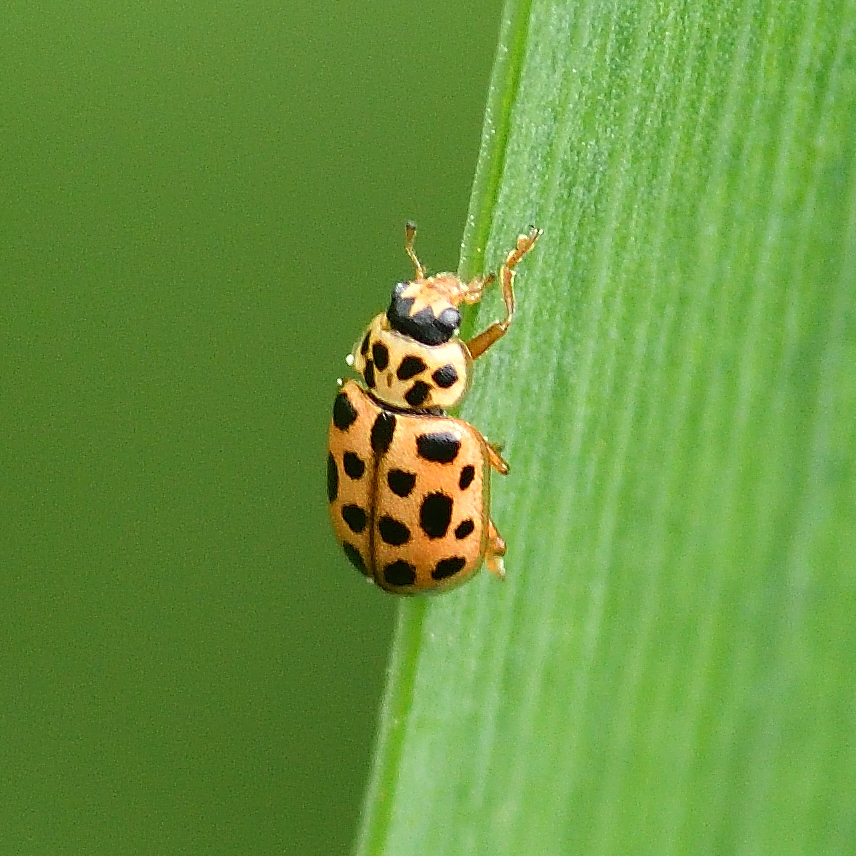 A rewarding couple of of hrs pottering around the ponds and long grass at Darts Farm, Topsham yesterday turned up a few nice things including 3 new to me: Large Meadow Mining Bee (A.labialis); Zophomyia temula (Tachinidae); Water Ladybird (Anisosticta 19-punctata)