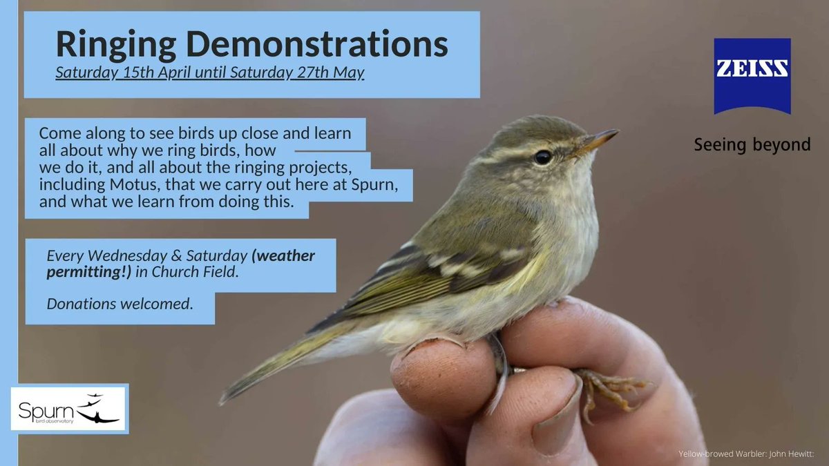 spurnbirdobs's tweet photo. 📣 Join us and @ZEISSBirding every Wednesday and Saturday mornings from 8am in Church Field at Spurn Bird Observatory for our ringing demonstrations! 
Witness expert bird ringers in action and learn about conservation efforts. 

Free to attend - subject to weather conditions https://t.co/lo2nqdk5UH