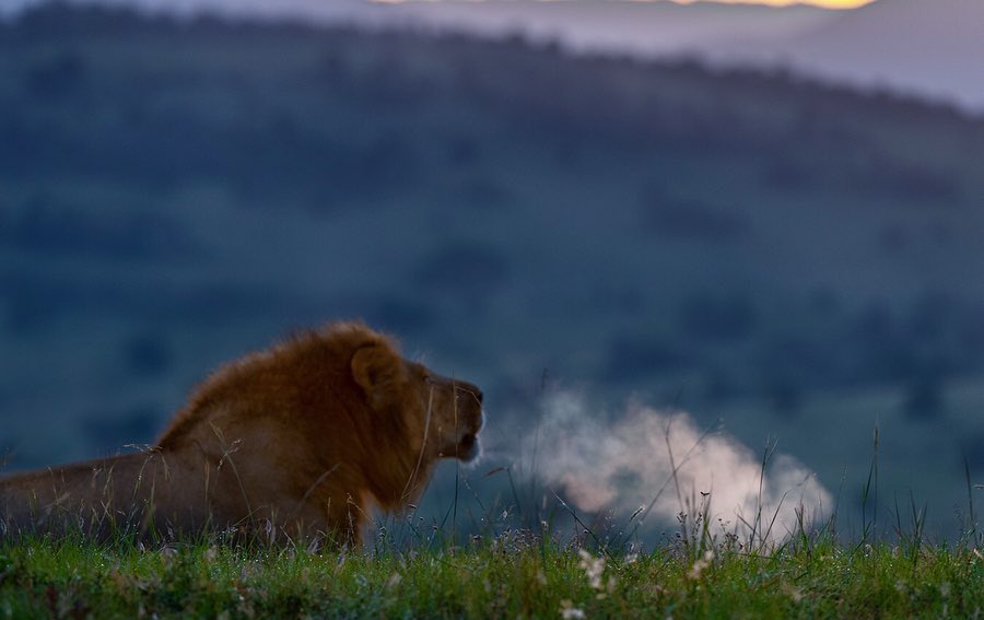 Good morning from the Maasai Mara! #TembeaKenya #MaasaiMara