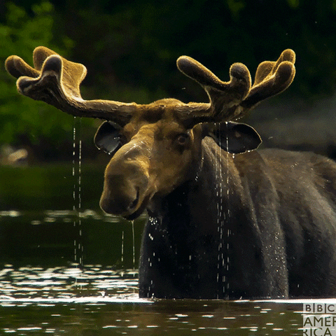 X-Moose tweet media