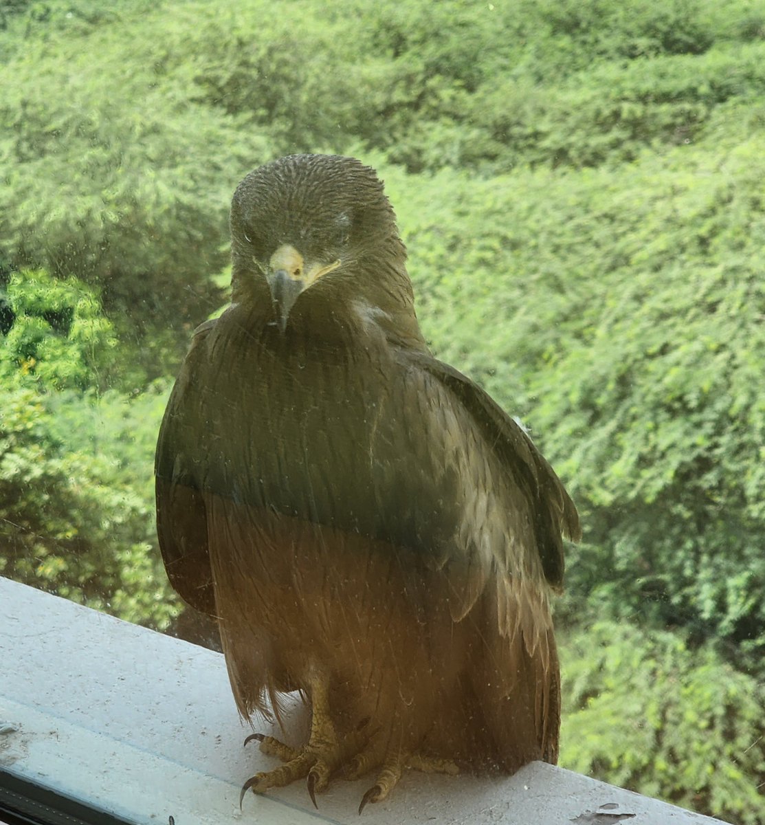 DrAmbrishMithal's tweet image. Visitor trying back door entry in a busy #Saturday clinic

#viewfromthewindow