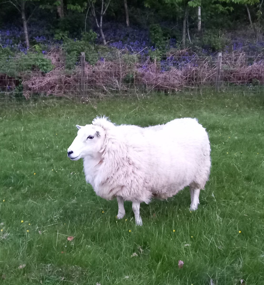 A sheep a day in May 

🧡 Foxy 🧡

#animalsanctuary #sheep365 #sheep #welshsheep #nonprofit #amazonwishlist #wool #AnimalLovers #foreverhome 
#sheeple

woollypatchworkshe.wixsite.com/website