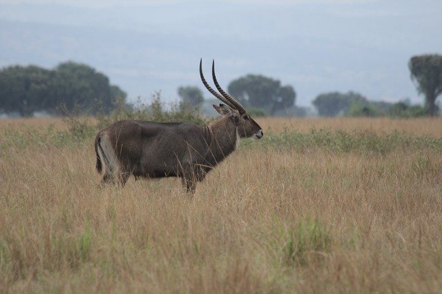 UgandaSafa81912's tweet image. ♣Semuliki is a park for the tropic lovers ► ugandasafariadventure.com/safaris/destin…☼ 
#CityTrips #lastminutetravel #MyTravelStory #cheapplanetickets #AdventureTime
