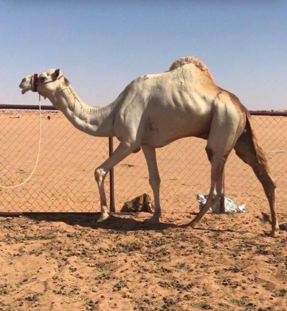 AL3ZzZBH's tweet photo. ش2#الشوط الرئيسي قعدان مفاريد غايرات 1500م🏆
امير: سعد بن ناجي بن غنيم الجهني
https://t.co/piAD6uwrzC
التوقيت:٢:١٣:٣٧افضل توقيت

الاب: عز الجيش البريكي https://t.co/Zxu7u86vOY