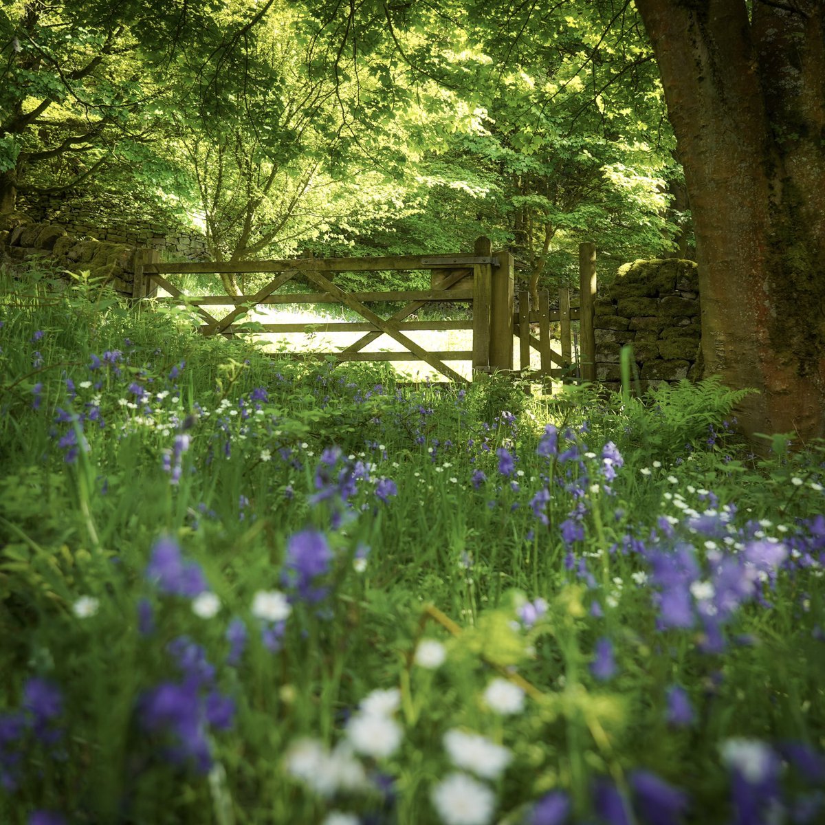 Oh be still my beating heart! Jewels of bluebells and stitchwort, an arching sycamore, an old stone wall and TWO gates leading to a sunny meadow. I'm sure you can understand that I had to sit down for this bounty; some scenes just require the right amount of quiet appreciation.