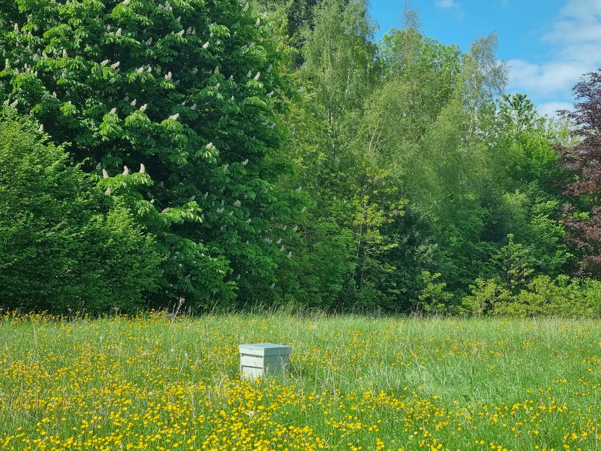babutsadikeni's tweet photo. Happy World Bee day!🐝🐝 #worldbeeday2023  #beekeping  #justhappy 🐝🐝🐝🌻❤️ https://t.co/Kz37XNZASm