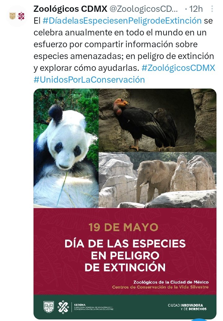 El Gobierno de Sheinbaum cobró el seguro de 329 animales en peligro de extinción que murieron en sus zoológicos.

De marzo del 2020 a diciembre del 2021 se cobraron 21 millones de pesos en indemnizaciones.

Un animal en peligro de extinción es tan solo una moneda de cambio.