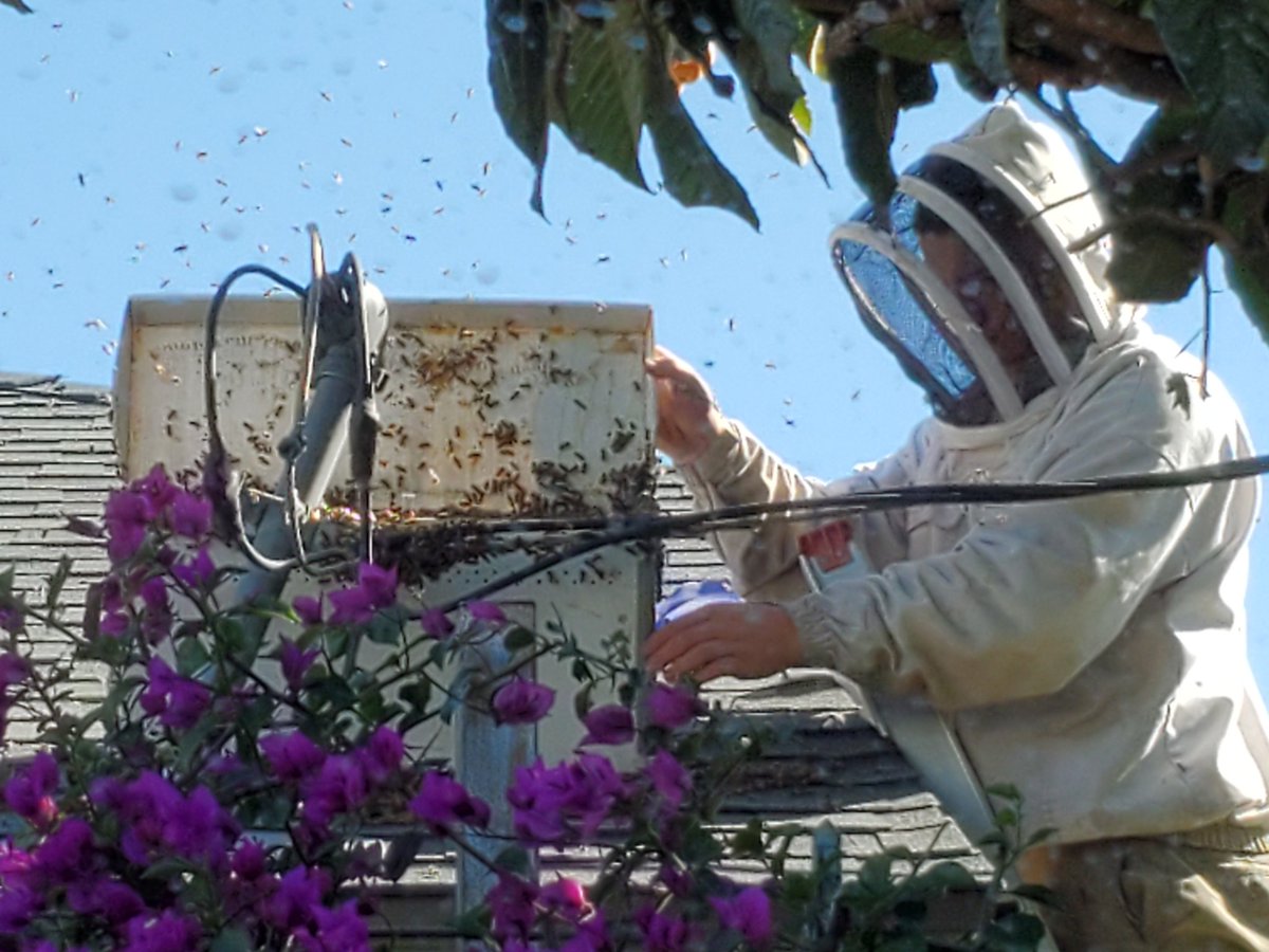 JulietHuck's tweet photo. @ABC7 we had a bee swarm issue twice based on a neighbor having hives. They don't just show up. https://t.co/ASEnamnKgR