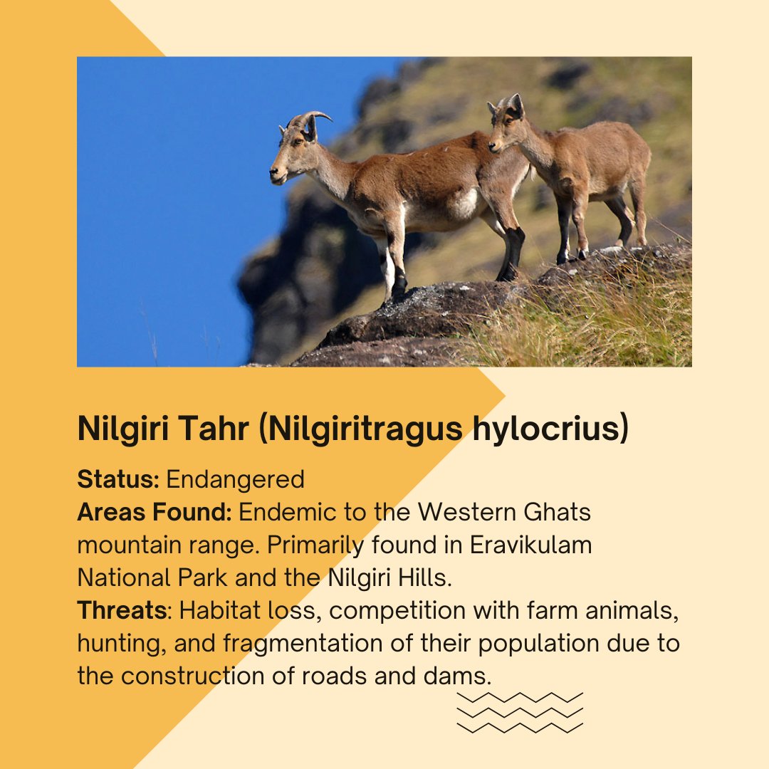 EarthBrigadeIN's tweet photo. 73 species of animals are critically endangered in India, including nine species of mammals, 18 birds, 26 reptiles and 20 amphibians, according to IUCN criteria.

#WildAnimalsOfIndia #IndianWildlife #WildlifeOfIndia #NilgiriTahr #Gharial #AsiaticLion #BengalTiger https://t.co/P0NKEn3V6l