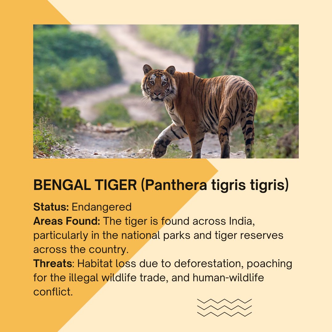 EarthBrigadeIN's tweet photo. 73 species of animals are critically endangered in India, including nine species of mammals, 18 birds, 26 reptiles and 20 amphibians, according to IUCN criteria.

#WildAnimalsOfIndia #IndianWildlife #WildlifeOfIndia #NilgiriTahr #Gharial #AsiaticLion #BengalTiger https://t.co/P0NKEn3V6l