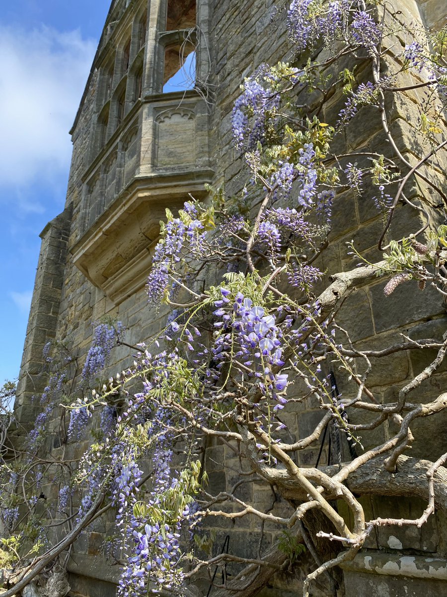 RPOQuinlog's tweet photo. Wisteria in bloom in
@NymansNT https://t.co/RGmP1mYk7c