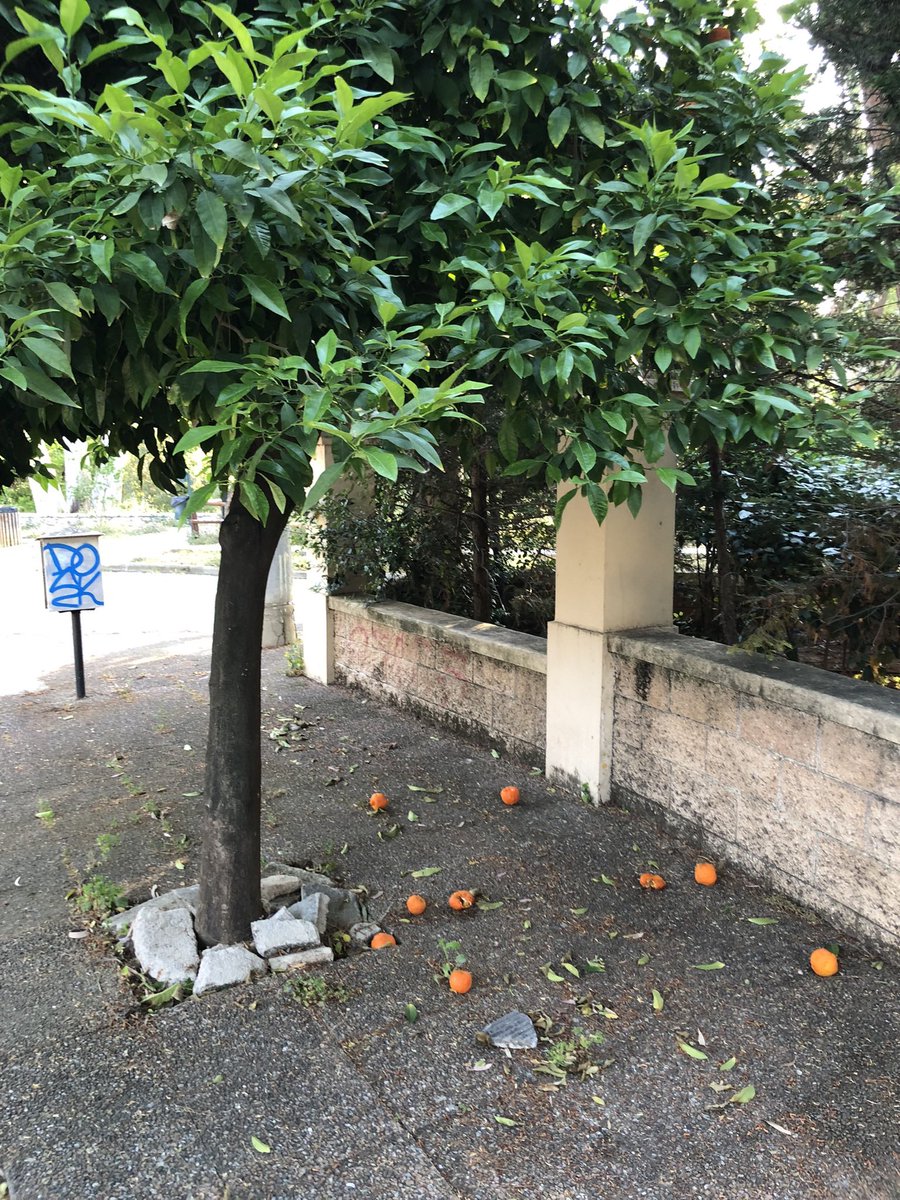 KarinRannu's tweet photo. #VeryGreekProblems Got hit by an orange🍊during morning run today (I’m ok 😁). #crazyorange #τρελό πορτοκάλι https://t.co/JpaVLVkFFR